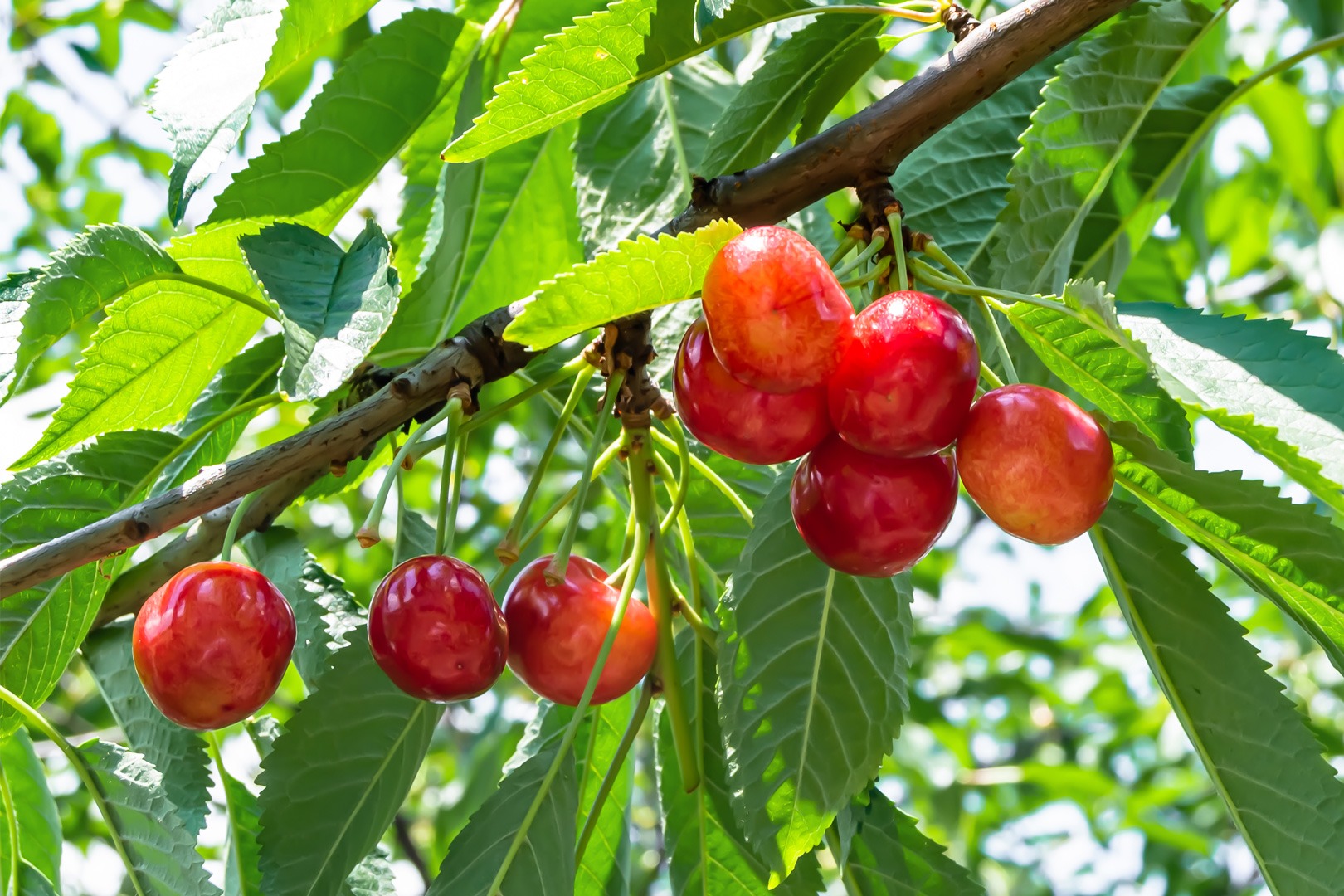 Topbanner Cherry